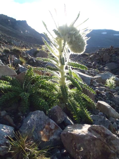 Milkweed, Mosquito Pass