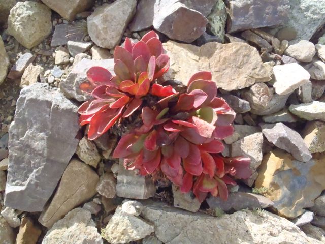 Plant, Mosquito Pass